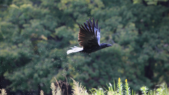 Three Essentials for Scaring Birds out of Your Garden