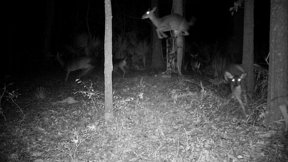 The Best Deer Deterrent of All: the Element of Surprise